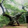 images/Schweden/Schweden 2009/IMG_4506.jpg